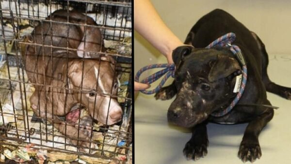 Alabama Dog Fighting Operator Ordered to Pay $548,000 After 78 Dogs Rescued