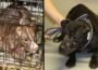 Alabama Dog Fighting Operator Ordered to Pay $548,000 After 78 Dogs Rescued