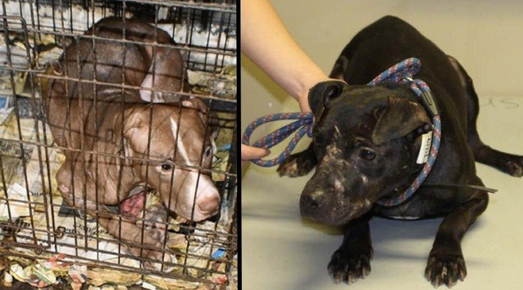 Alabama Dog Fighting Operator Ordered to Pay $548,000 After 78 Dogs Rescued