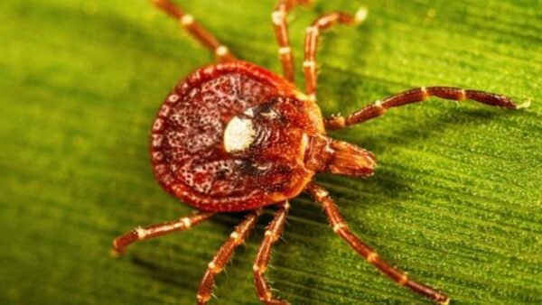 Alabama Health Officials Warn of Growing Tick-Borne Meat Allergy During Peak Tick Season