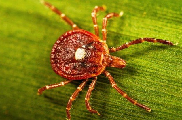 Alabama Health Officials Warn of Growing Tick-Borne Meat Allergy During Peak Tick Season